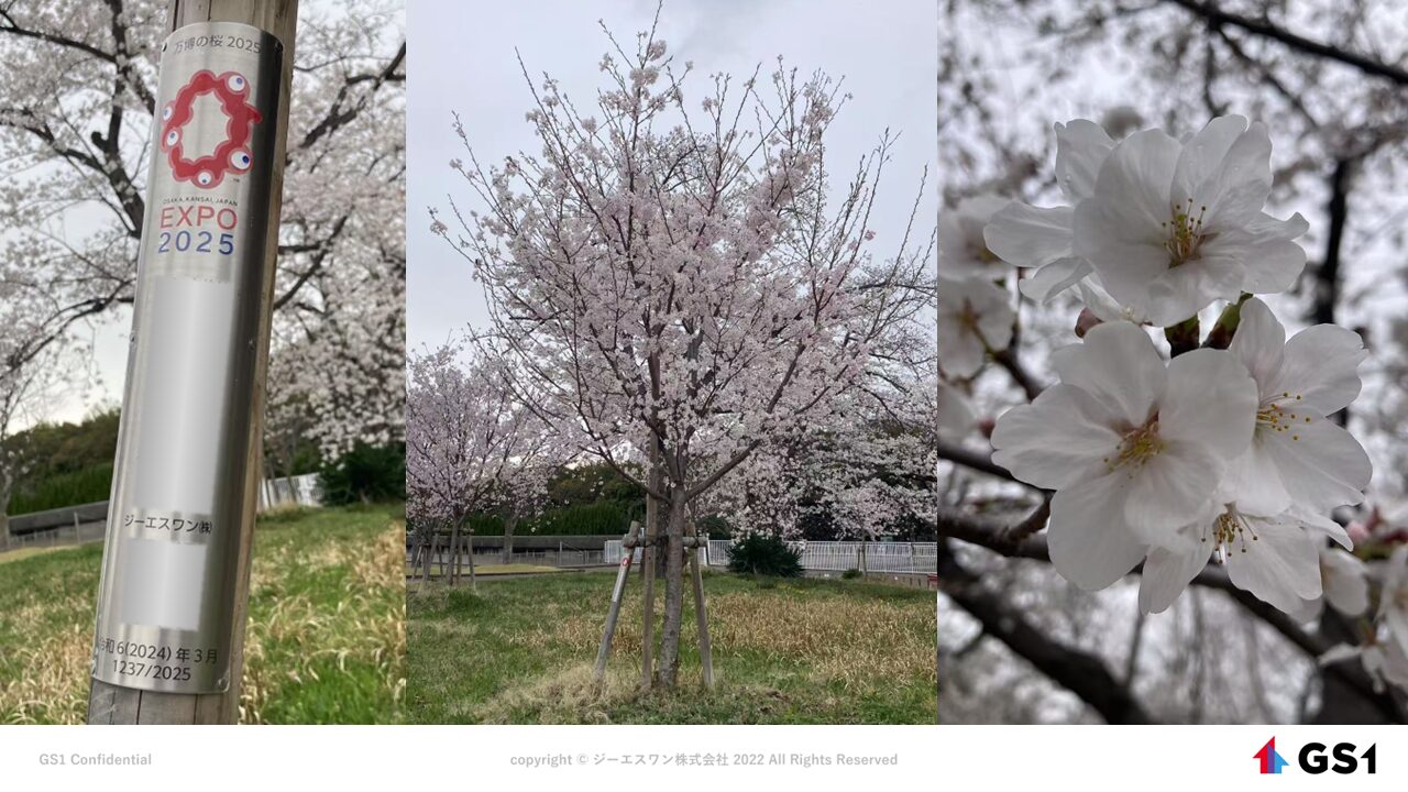2025年大阪・関西万博 『万博の桜 2025』募金へ寄付した桜の植栽が終わりました | ジーエスワン株式会社｜GS1 Co.,Ltd.